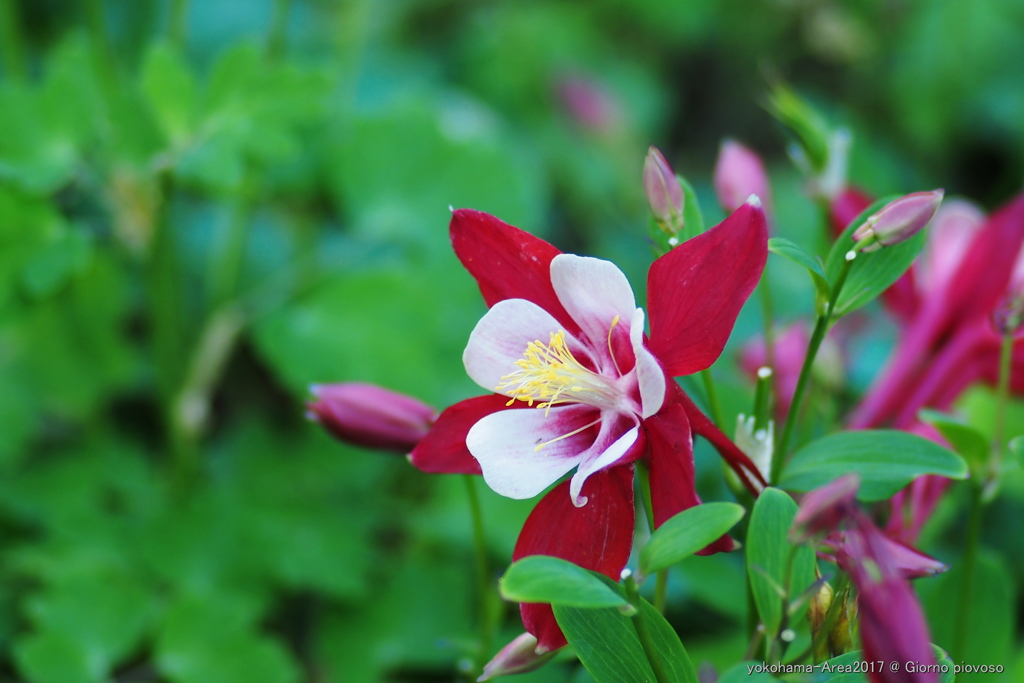 garden-necklace 