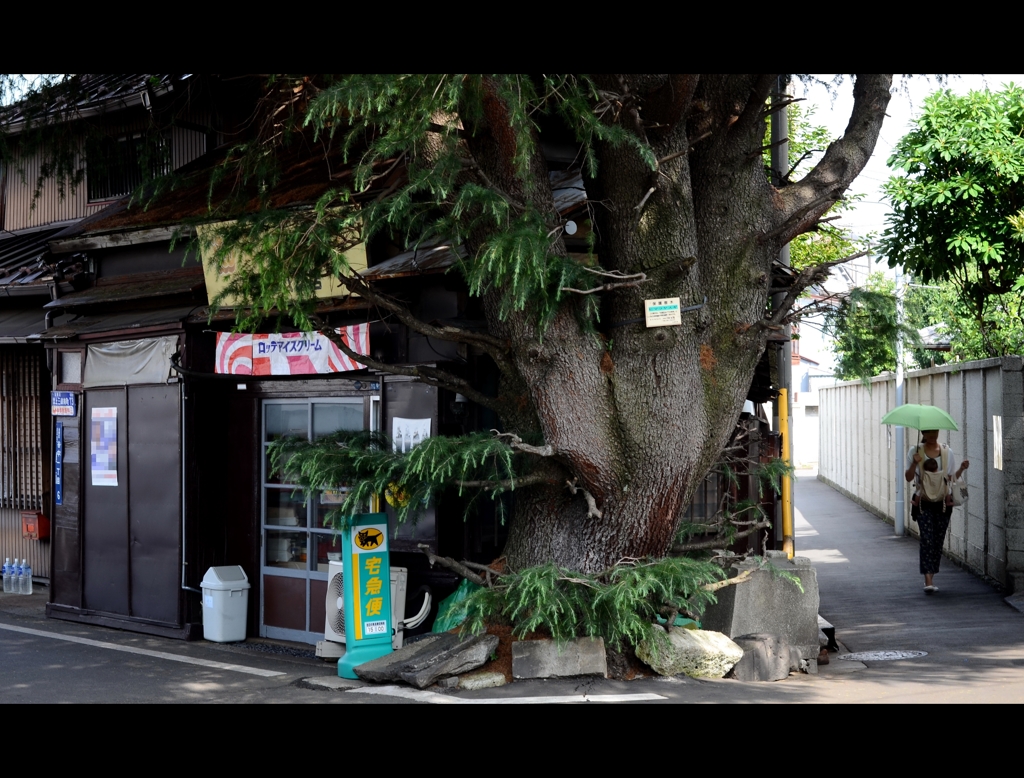 日傘と街並み　谷中編