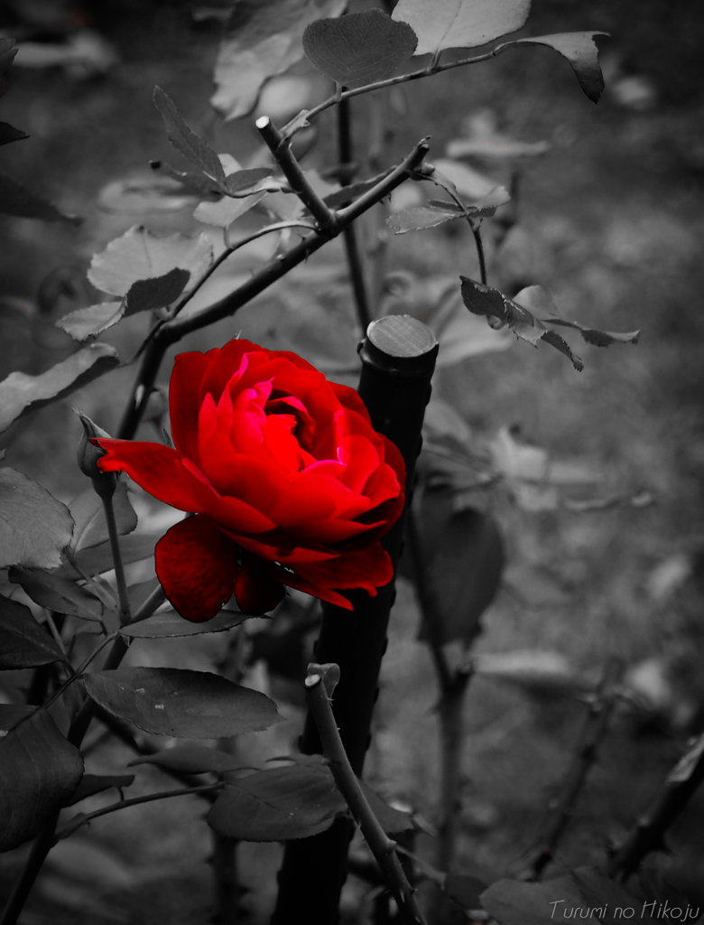 Days of Wine and Roses