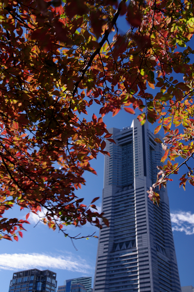 見上げれば Yokohama