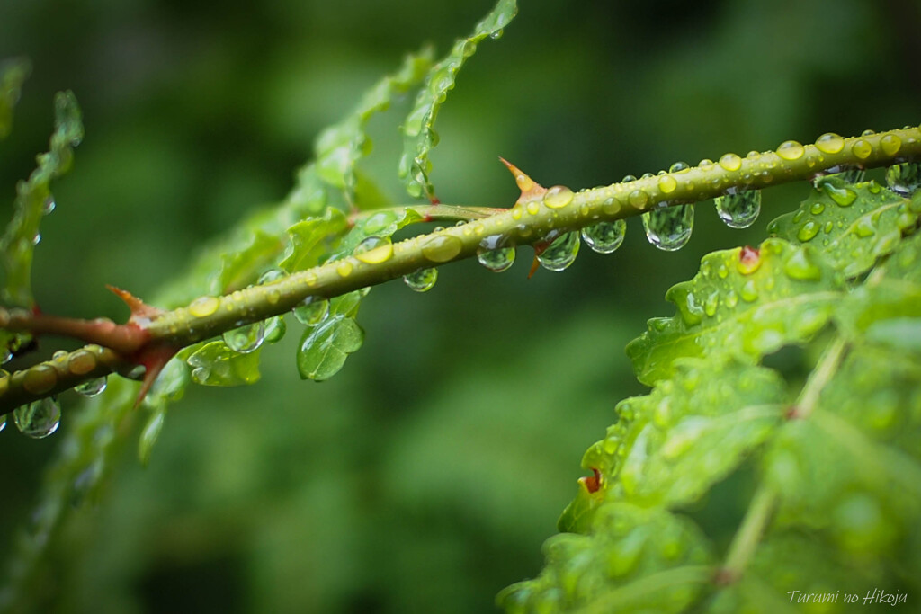 姫は何処ぞで雨宿り