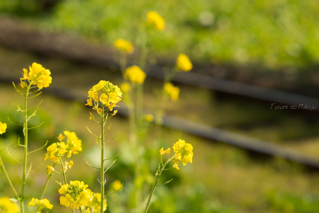 菜の花線路