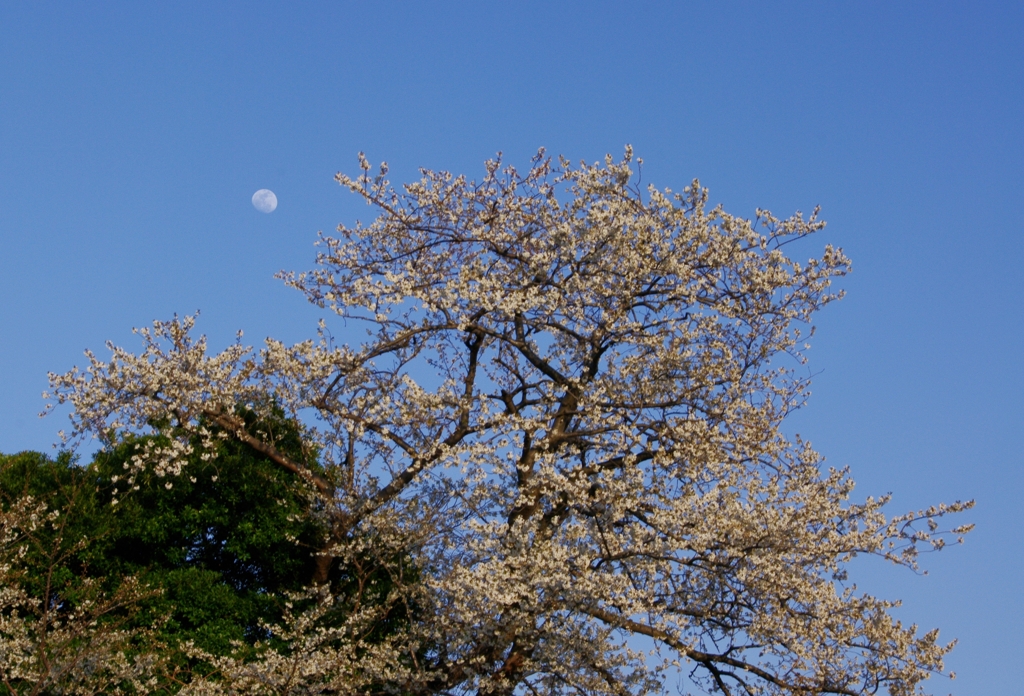 おぼろ月　其の一