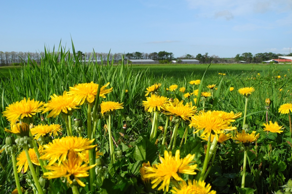 牧草地は花盛り！