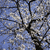 約束の桜