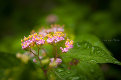 ムラサキシキブの花