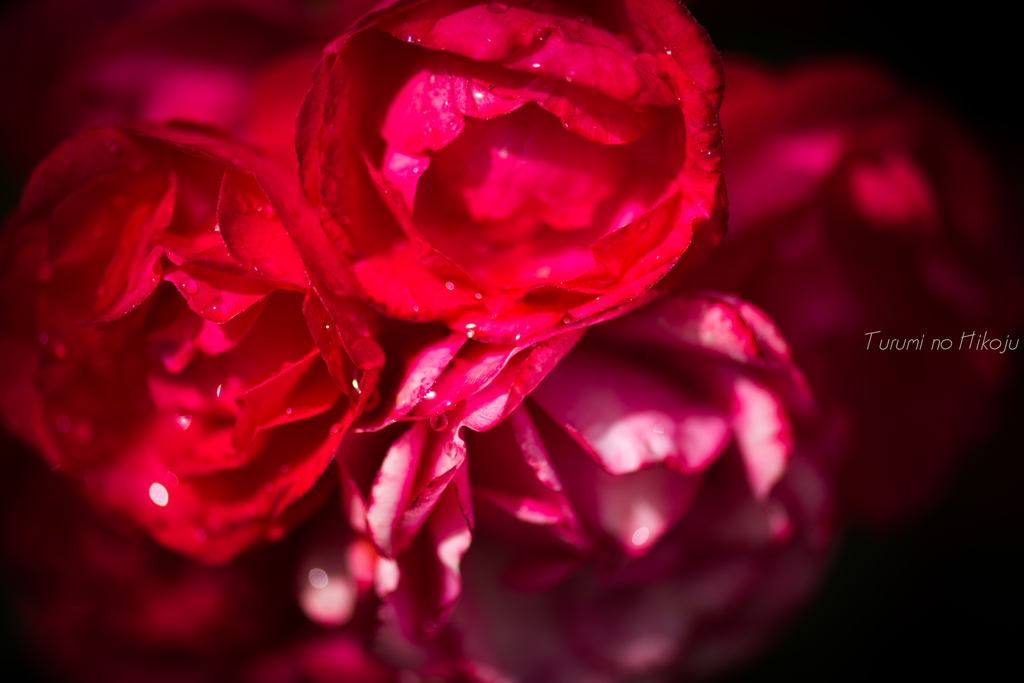 雨と薔薇と
