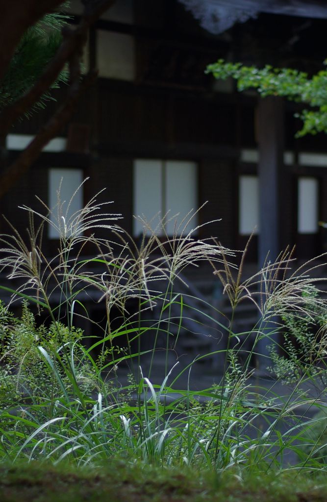 朝の寄り道