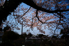 桜咲く城下町