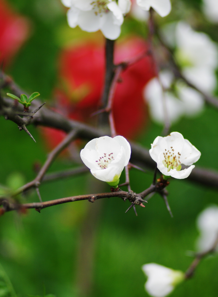 ・・・・の花