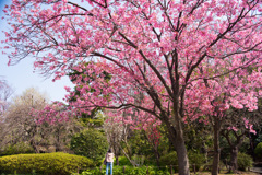 花撮り日和