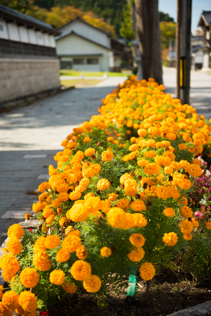 花咲く通学路