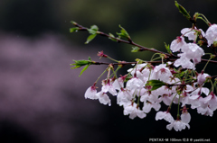 雨中の花見