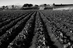 Farm