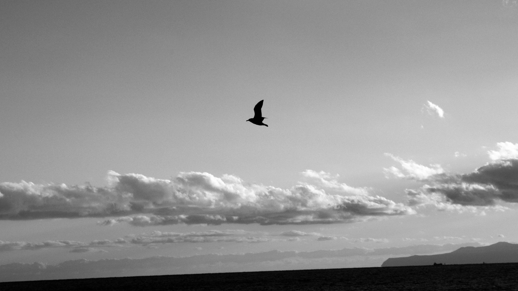 Fly