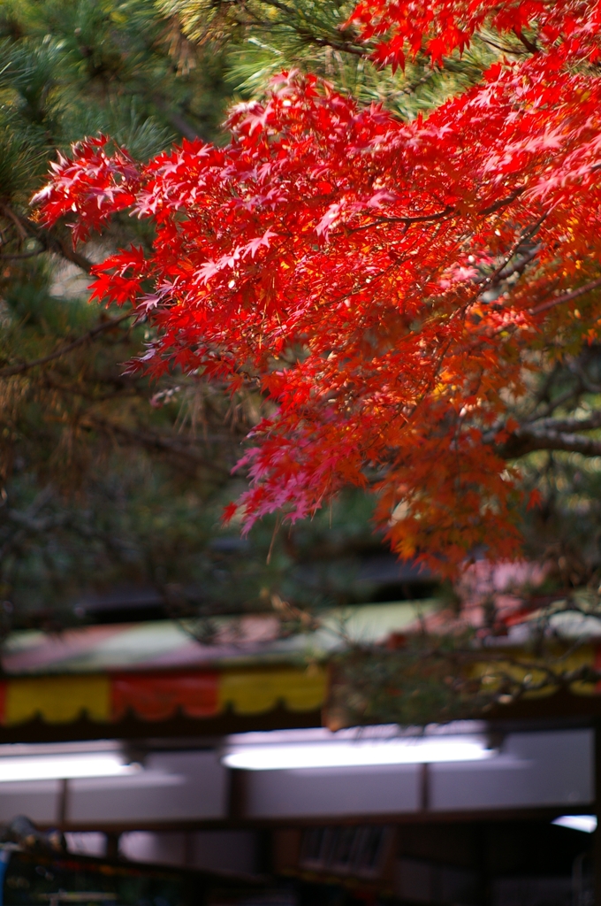 高徳院の紅葉