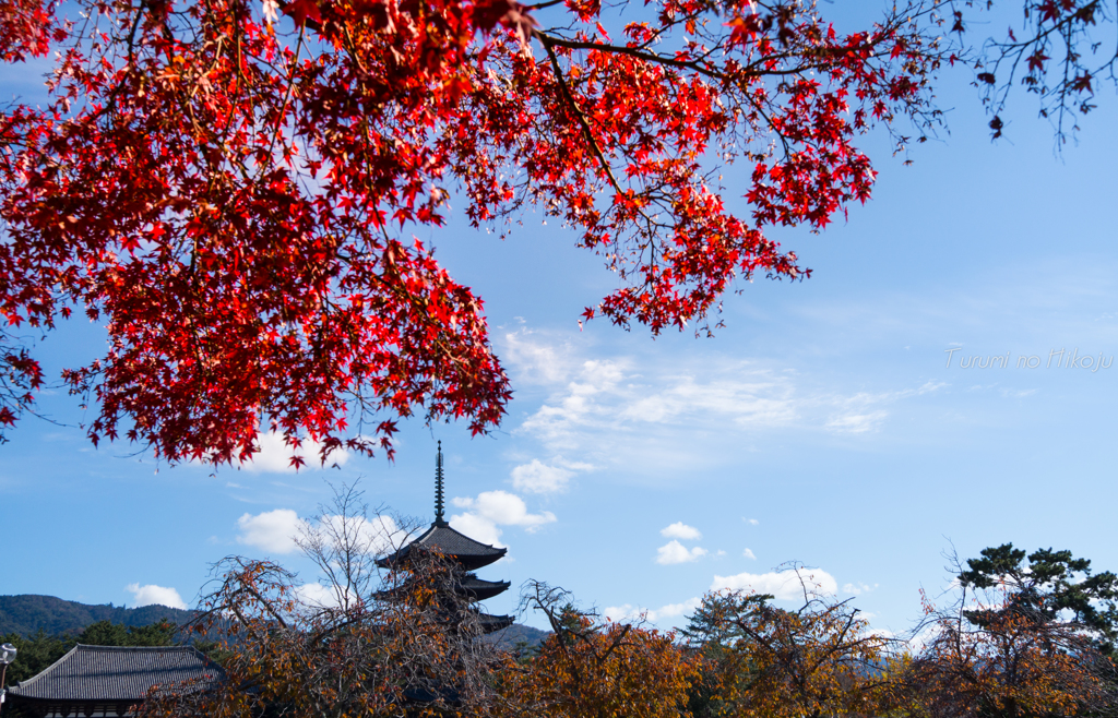 奈良　興福寺