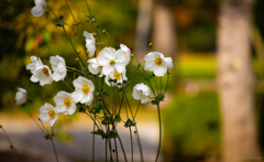 晩秋の風に吹かれて