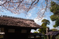 茅葺と桜と春の空と