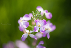 ハマダイコンの花、咲いた？