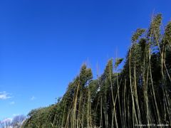 上州の空っ風