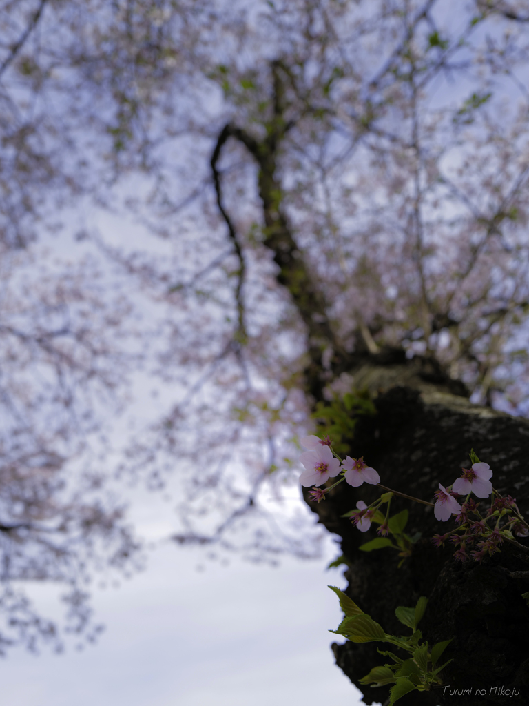 約束の桜