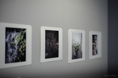 Photo wall 