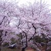 思い出の桜の木の下で