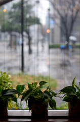 悲しき雨音