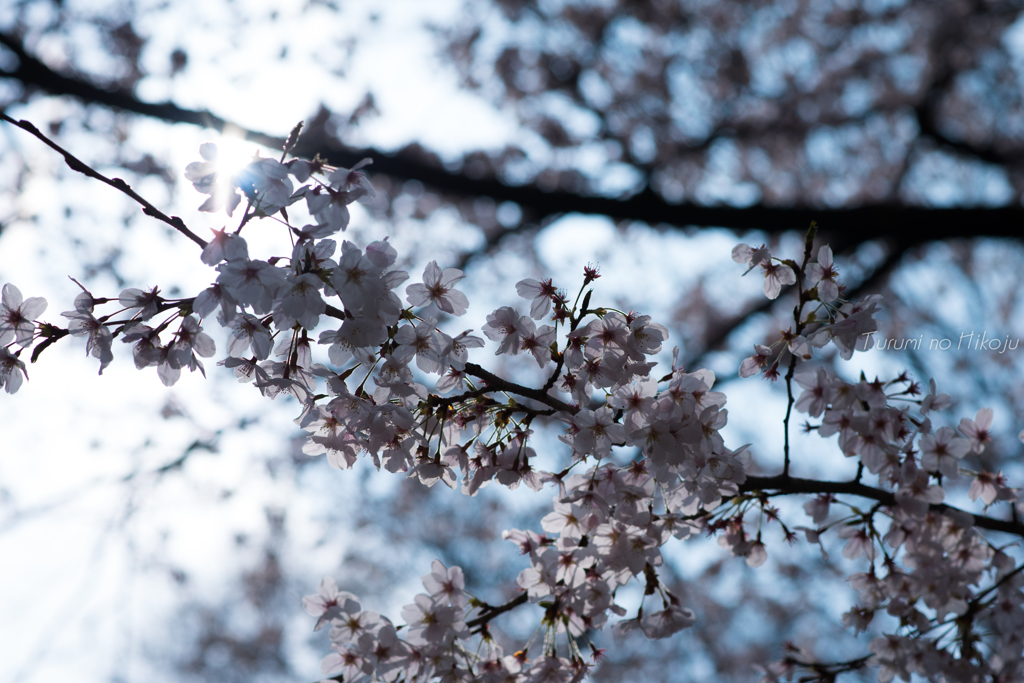 また、今年も桜がみれて