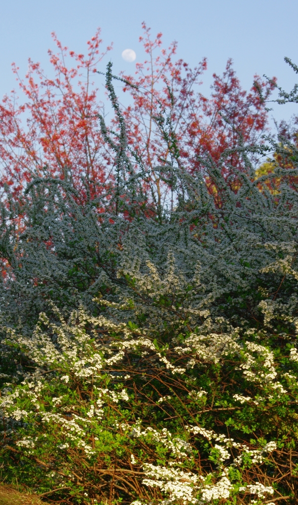 おぼろ月　其の二