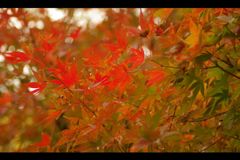 總持寺　秋風景　#08