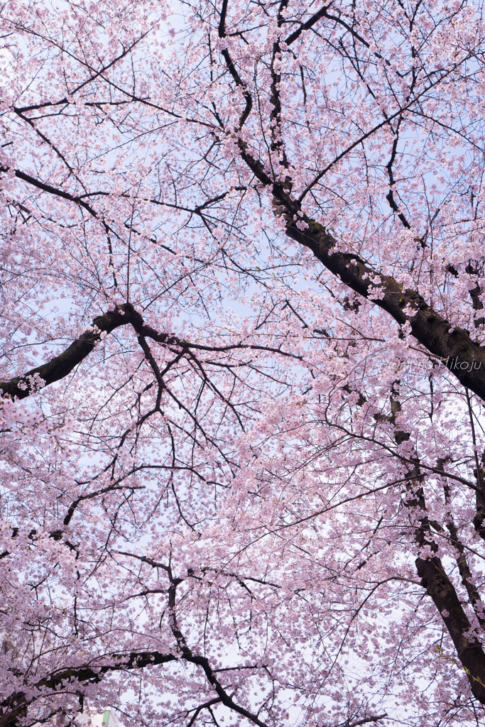 約束の桜