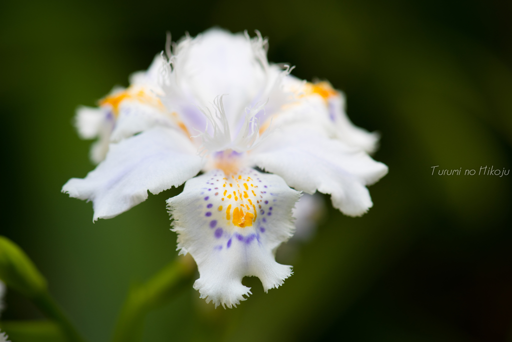 シャガの花　咲いた