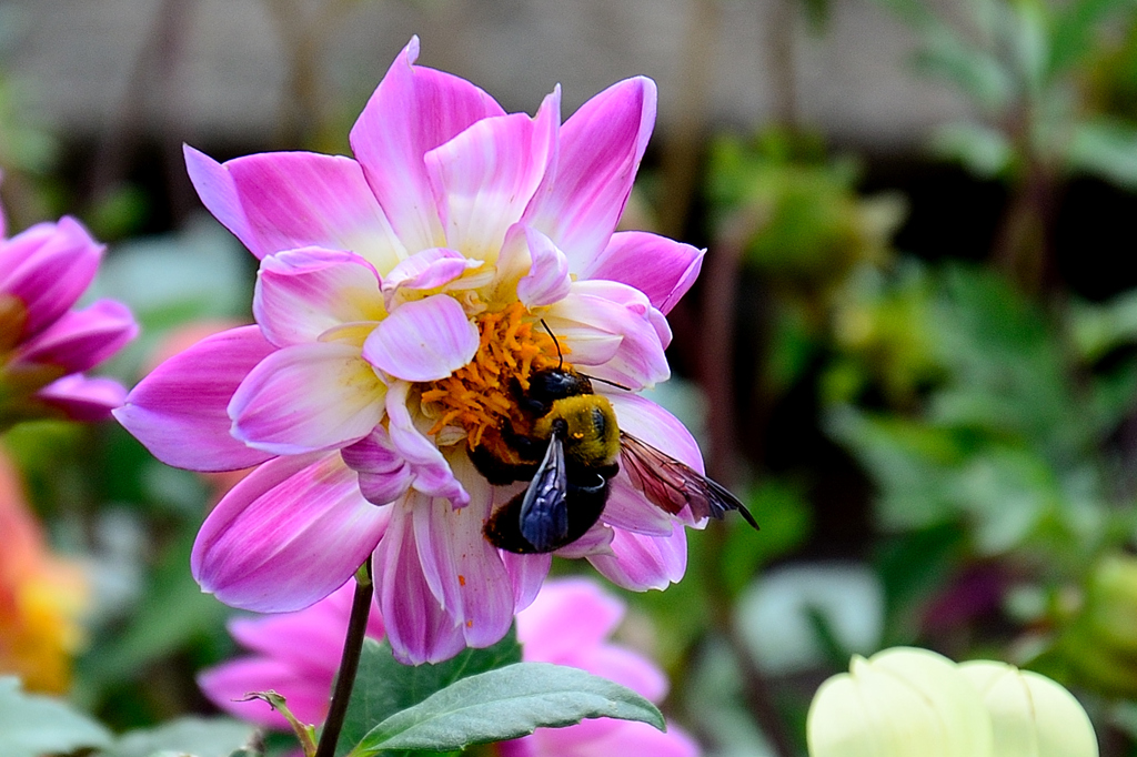 たんと召し上がれ・・・