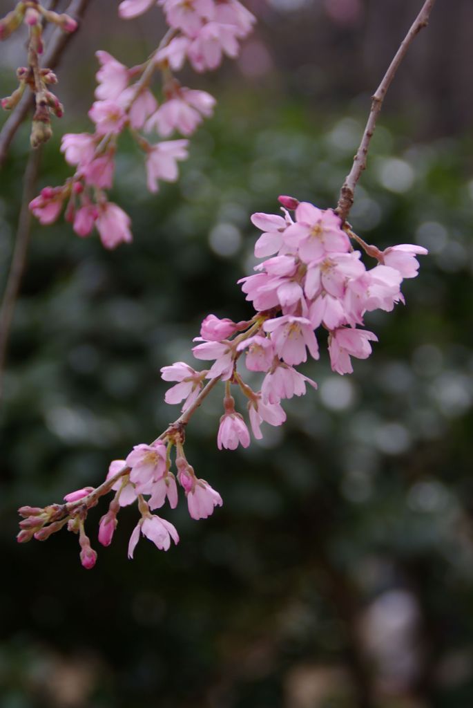 桜前線、早く東北にも届け！