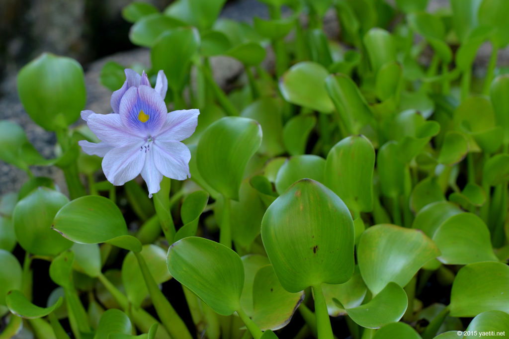 「ほていあおい」の花