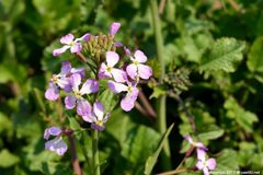 ハマダイコンの花咲いた？