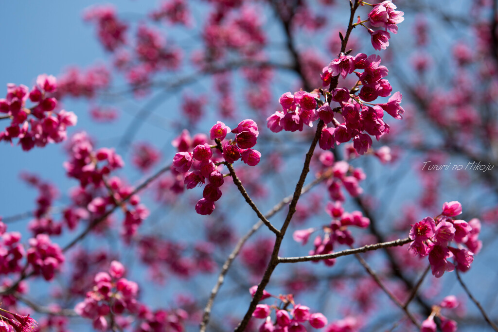 寒緋桜の彩