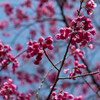 寒緋桜の彩