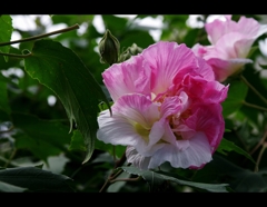 控えめに、ほんのりと・・・