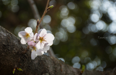 文庫の桜