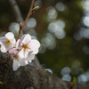 文庫の桜
