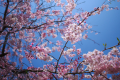 満開の桜の下で2018.0404