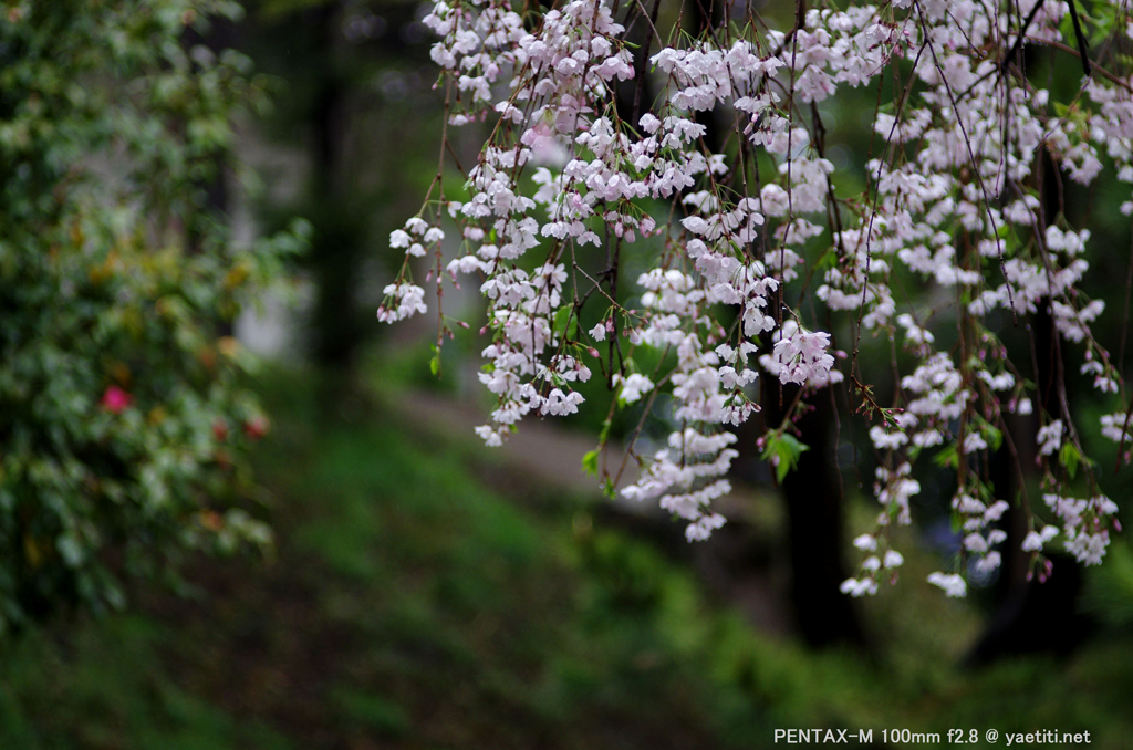 總持寺　枝垂れ桜