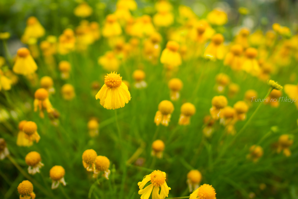 お天気になァ～れ！
