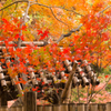 yokohama　紅葉