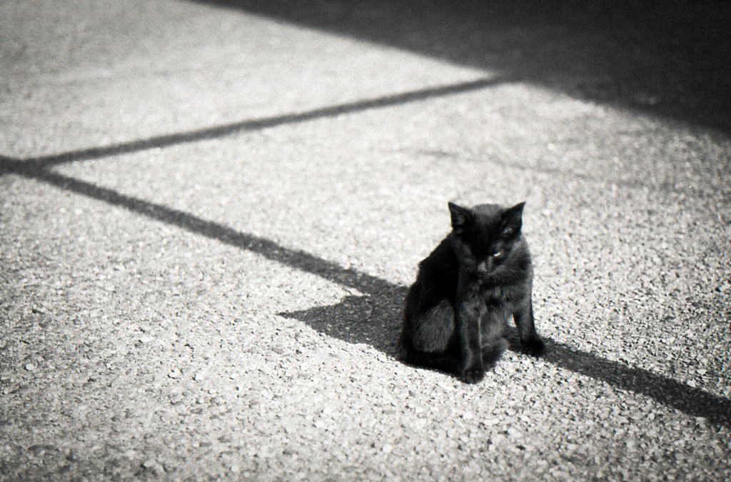 港に黒猫