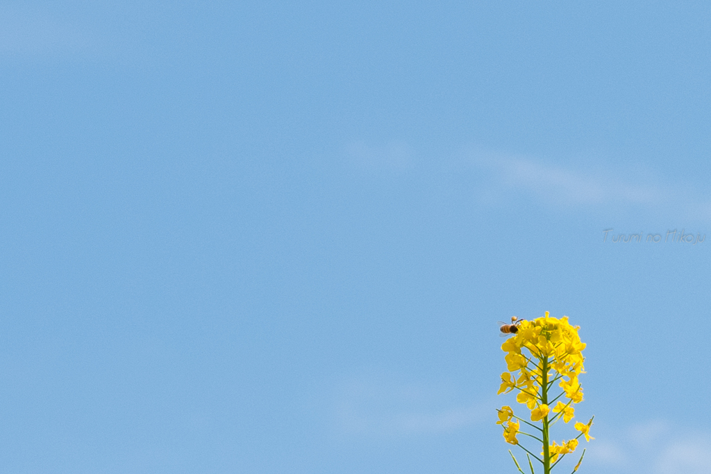 春の空