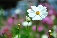 白秋桜